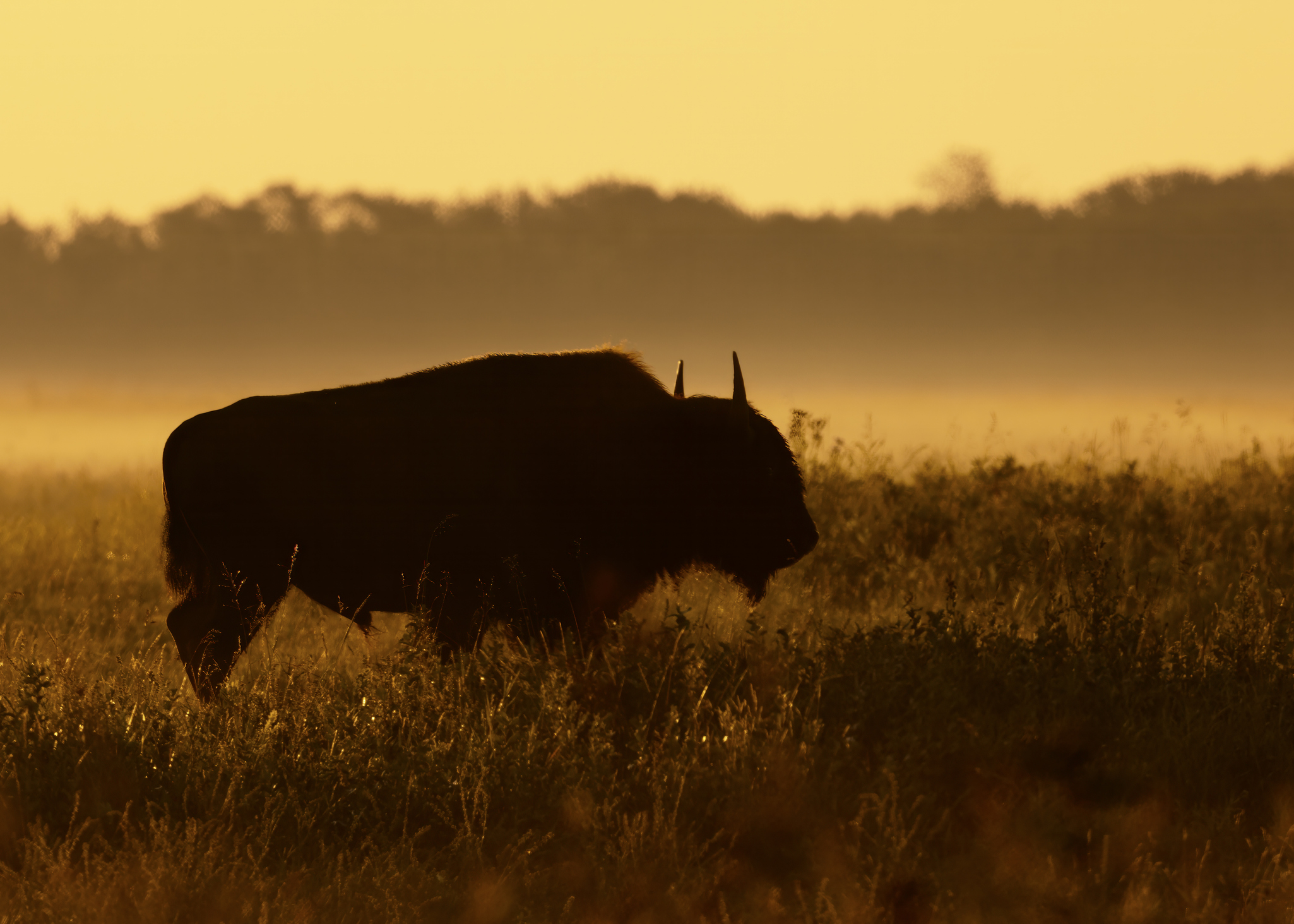 A Bison Silhouetted At Sunrise
