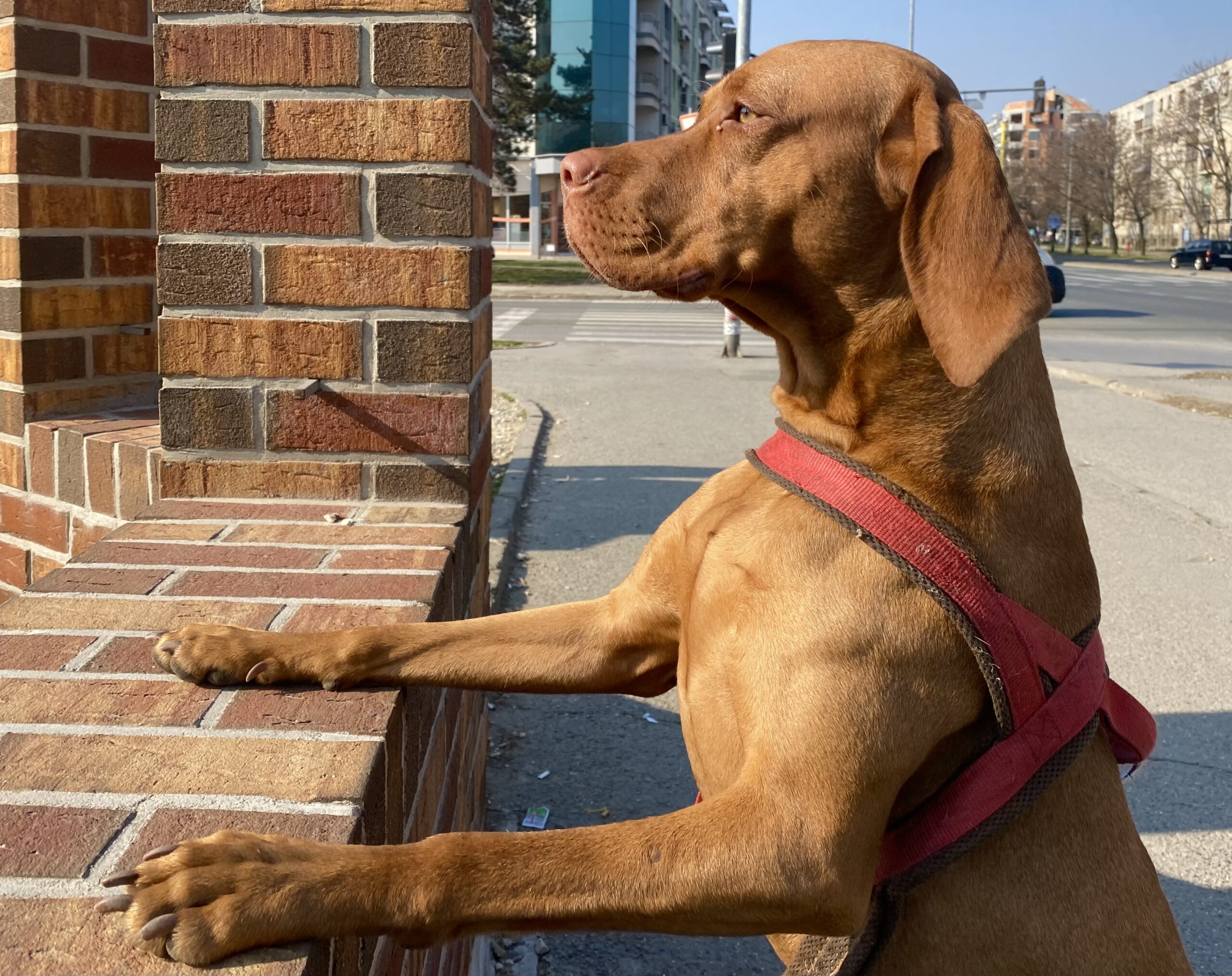 Shot On Mobile Hungarian Vizsla Dog